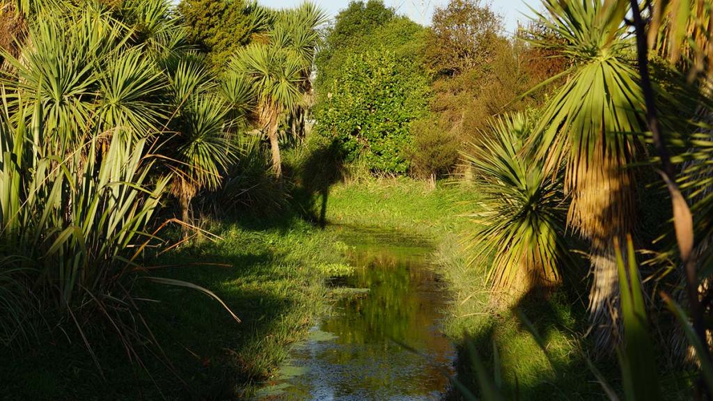 Stream in Charlesworth Reserve,&nbsp;Brookhaven