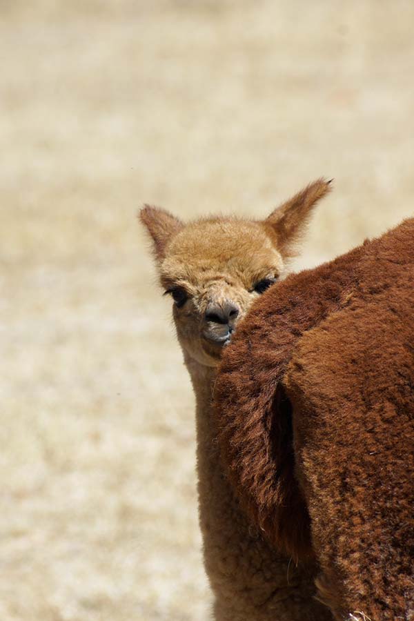 Baby Alpaca
