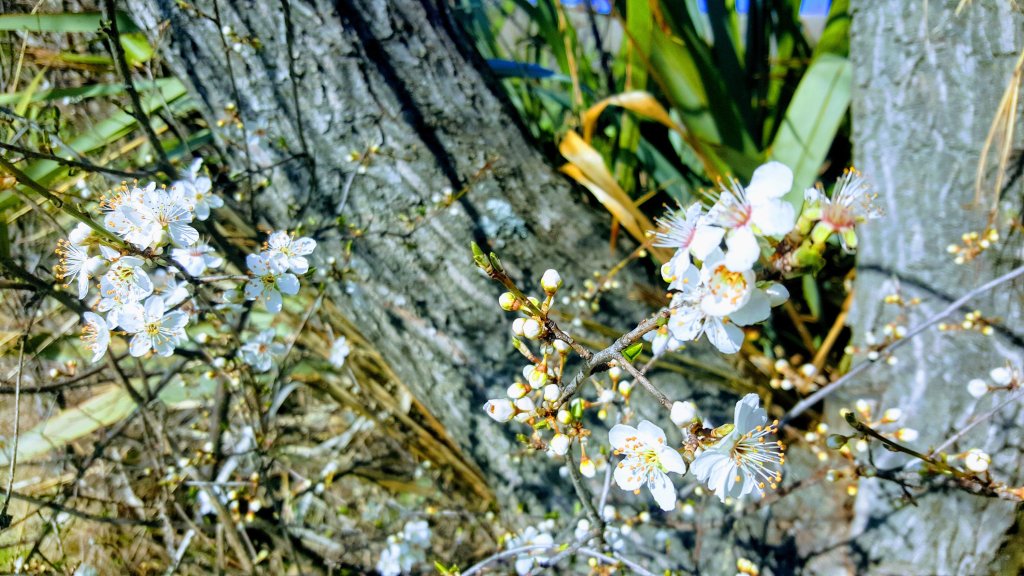 Blossom in Ferrymead&nbsp;Park