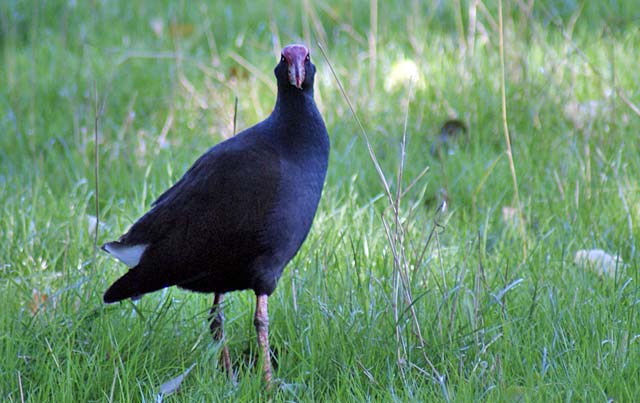 pukeko pukeko