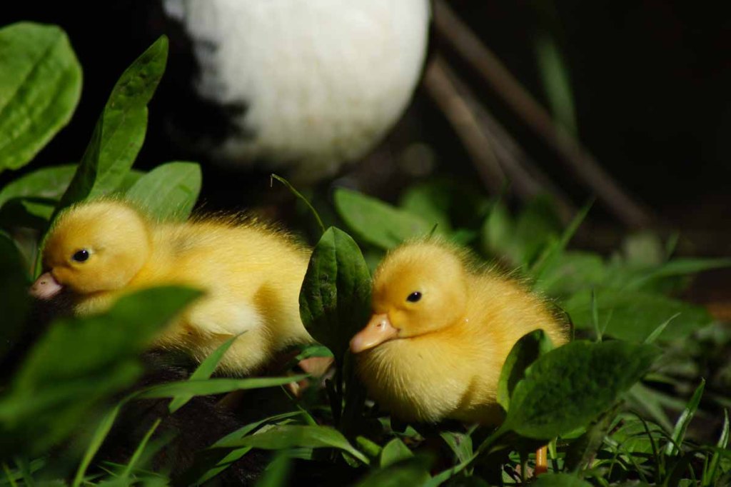Yellow Ducklings at llam&nbsp;Gardens