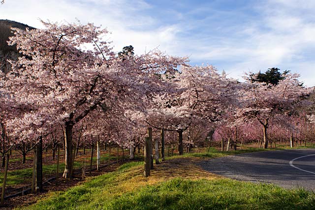 Cooptown Turkeys and&nbsp;Orchard