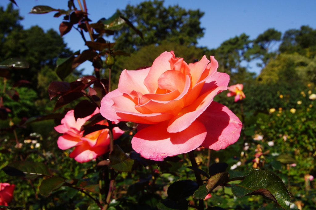 Roses in the Botanic&nbsp;Gardens