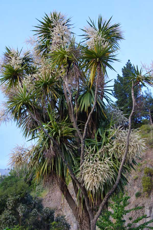 Cabbage tree in flower in our&nbsp;garden