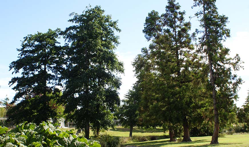 Jellie Park in&nbsp;Burnside