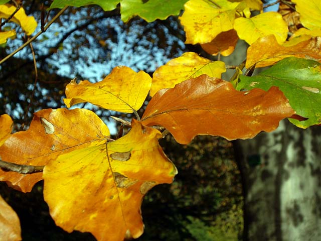 autum-leaves