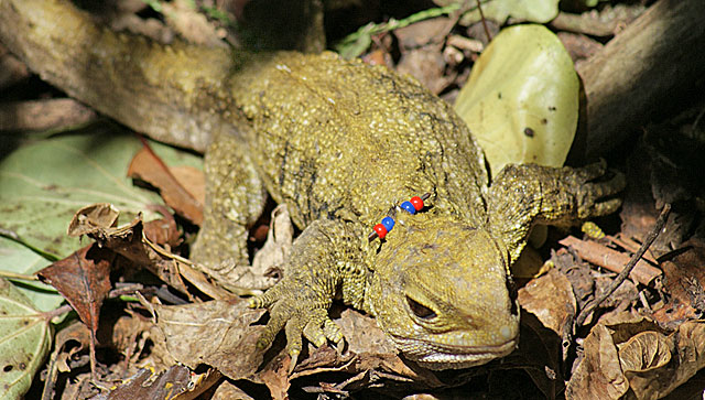 Tuatara