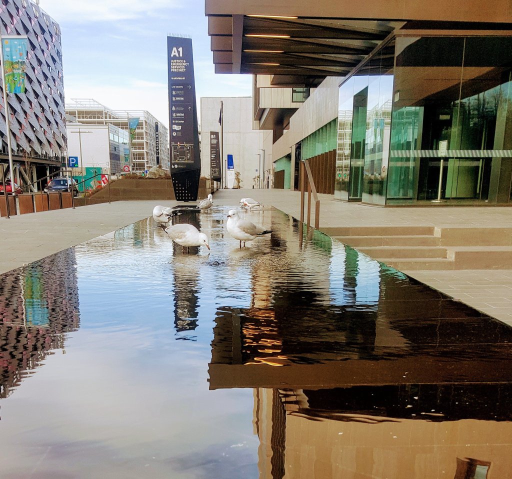 Seagulls at the Justice & Emergency&nbsp;Precint