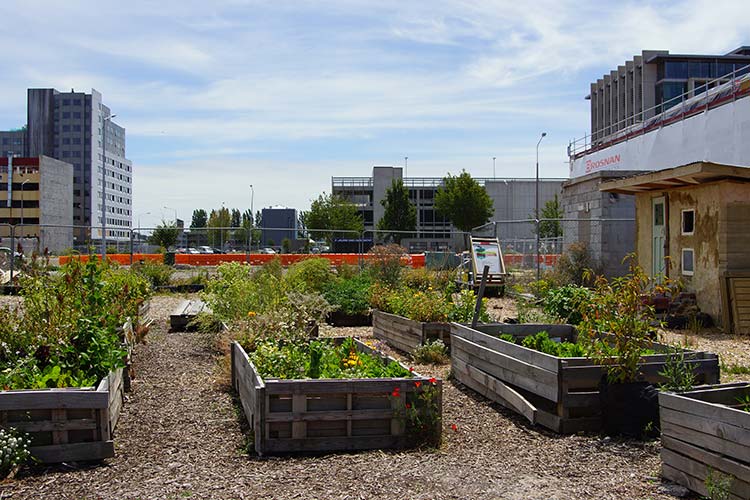 A transitional urban farm located on High Street, featuring raised garden beds with a variety of plants and flowers, surrounded by buildings and a clear blue sky.
