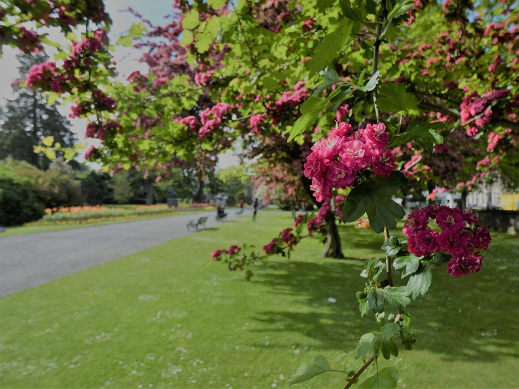 Paul’s Scarlet Trees in the Botanic&nbsp;Gardens