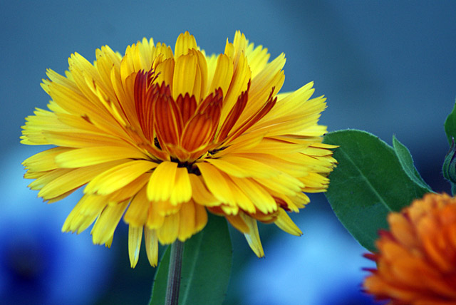 Bright yellow flower with layered petals, growing next to Christchurch Town Hall.