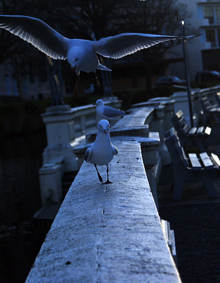 Seagulls perched and flying above a stone railing near the Avon River, with benches visible in the background.