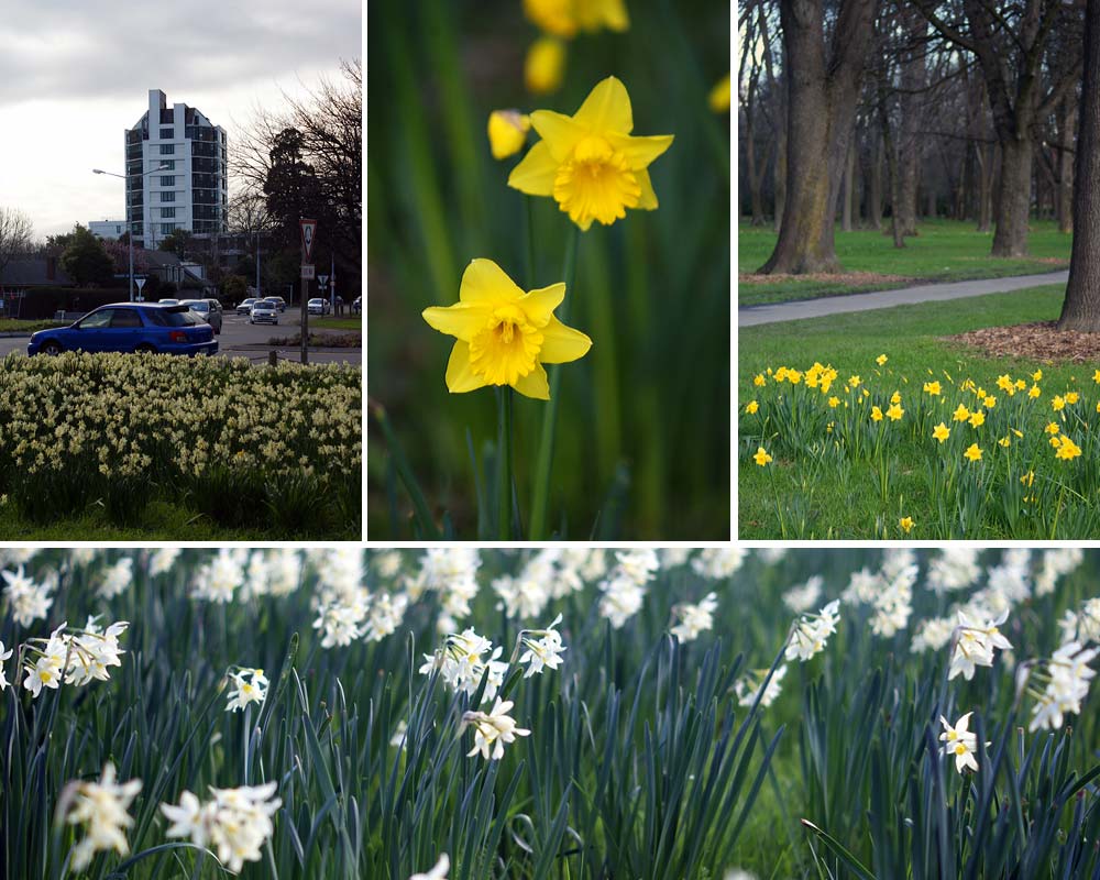 Daffodils in Hagley&nbsp;Park