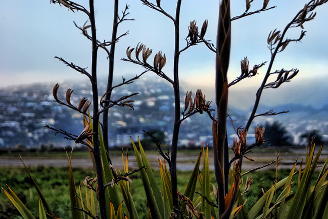 Flax near Humphreys Drive