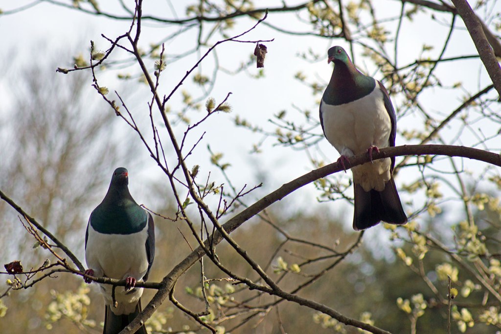Wood Pigeons in the Botanic&nbsp;Gardens