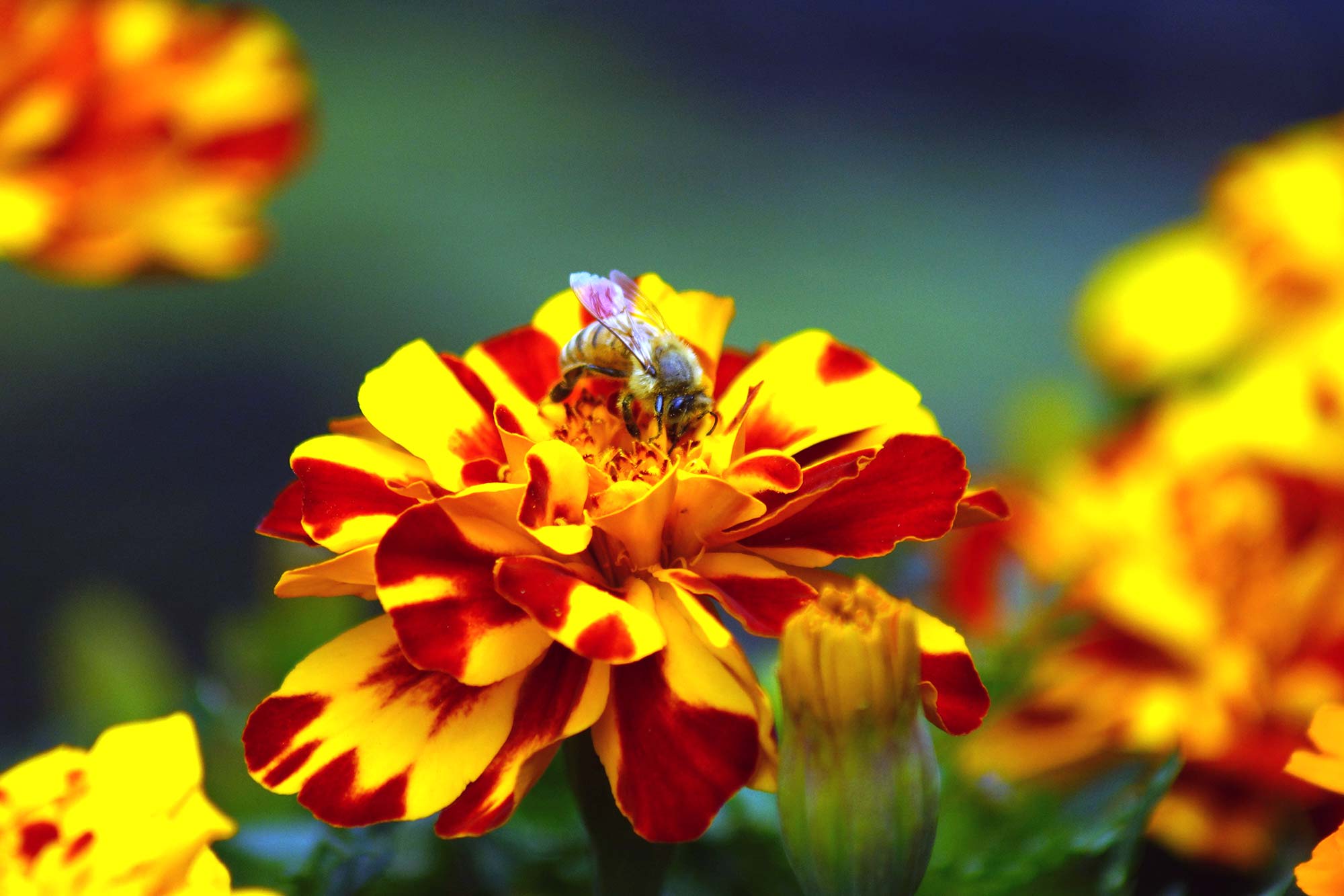 A close-up of yellow and red marigold flowers with a bee hovering around a bloom, set against a blurred background.