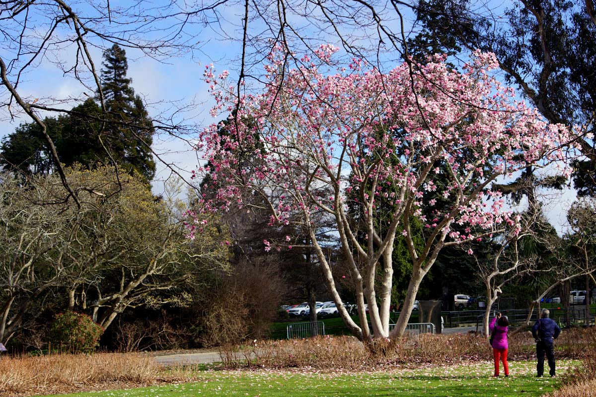 A magnolia tree in full bloom with pink flowers, surrounded by other trees and visitors in a botanic garden.