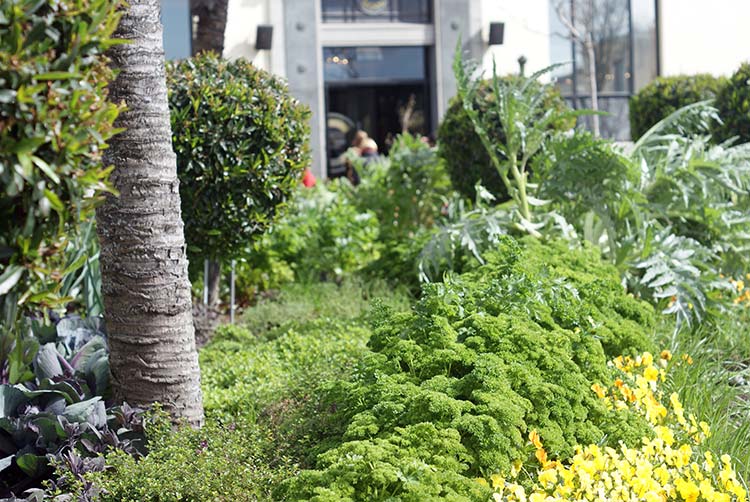 High Street Edible&nbsp;Garden