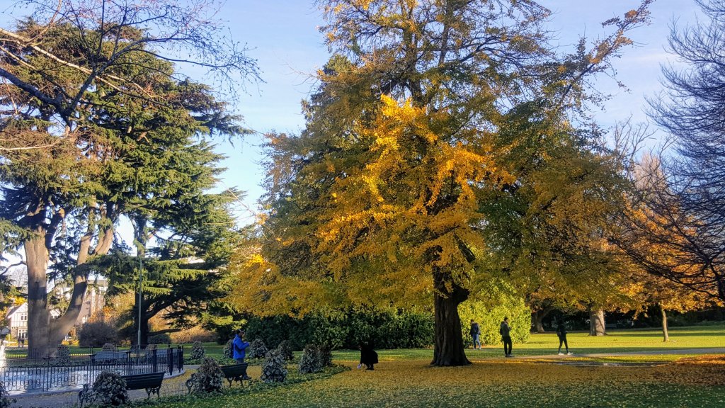 Tree in the Botanic&nbsp;Gardens