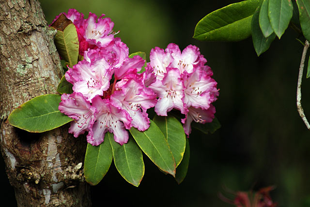Rhododendron