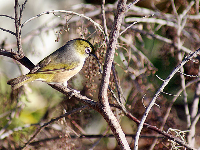 Waxeye in the&nbsp;Garden