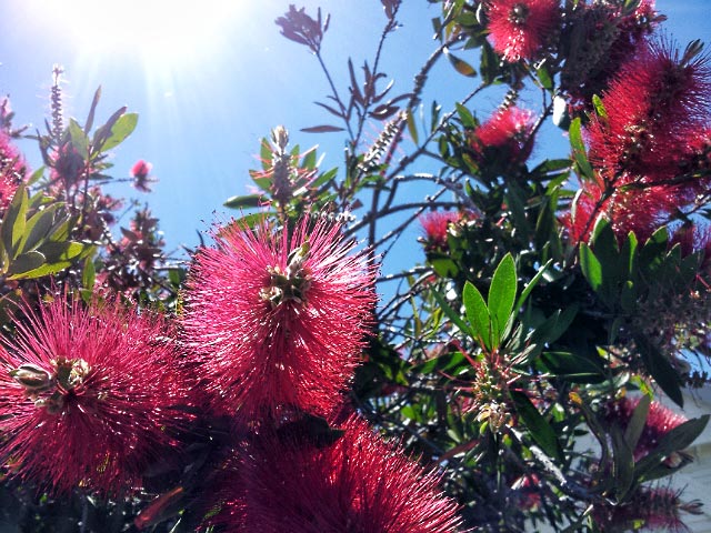Bottlebrush