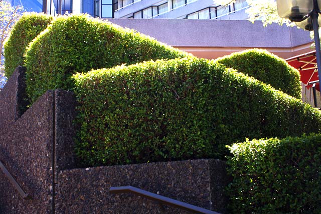 Hedge outside the Crown Plaza&nbsp;Hotel