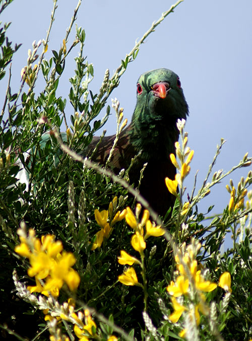 A New Zealand wood pigeon peeking through green foliage with yellow flowers, displaying its colorful plumage.