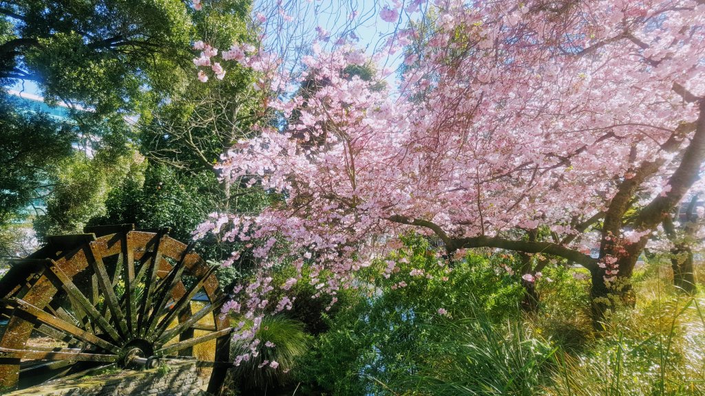 Blossom tree by the Water&nbsp;Wheel