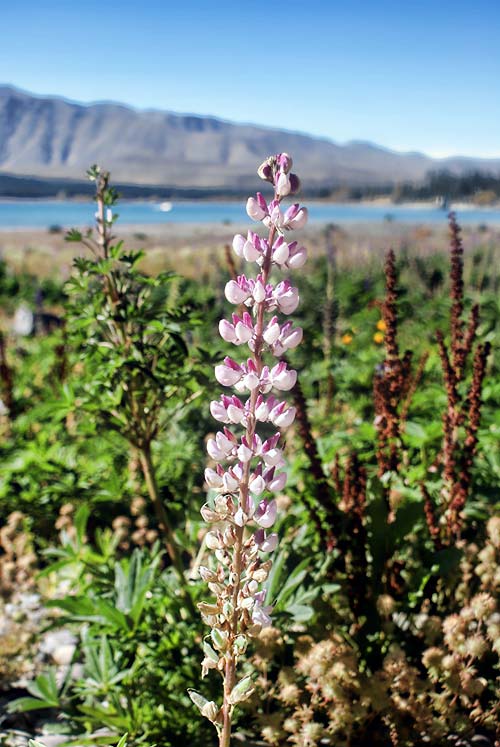 Lupin by Lake&nbsp;Tekapo