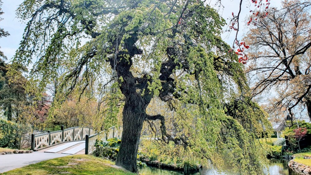 Tree at Mona Vale&nbsp;Gardens