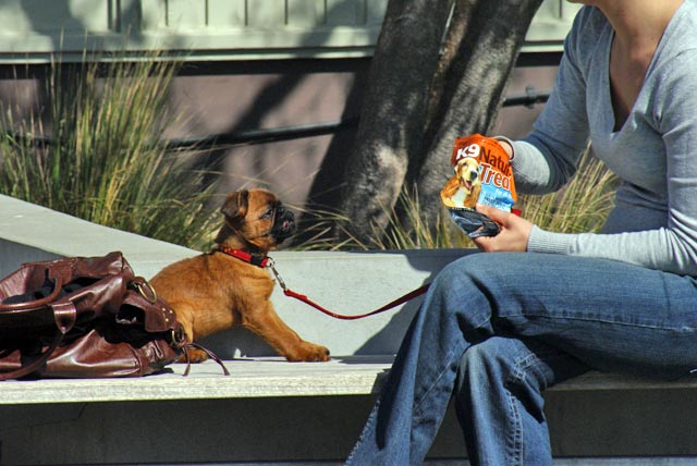 Seriously cute little doggie&nbsp;photo