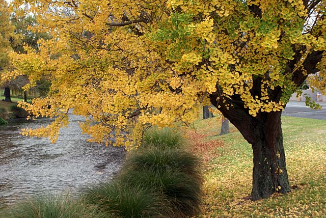 Autumn scenes from around Oxford&nbsp;Terrace