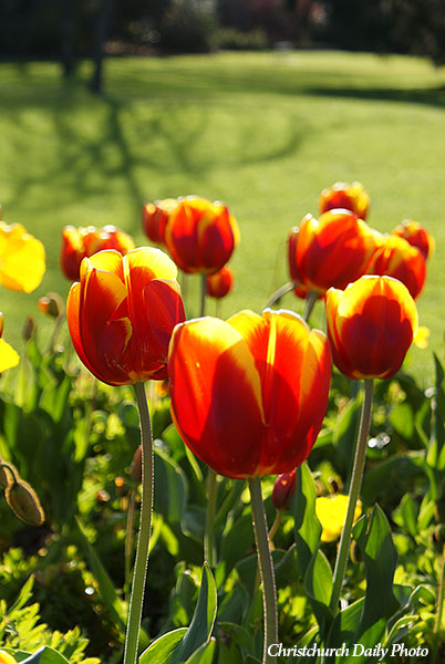 Tulips in the Botanic&nbsp;Gardens
