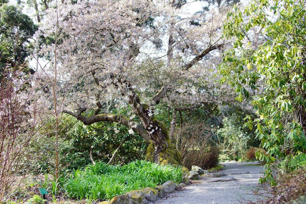 Blossom Tree in the Botanic&nbsp;Gardens