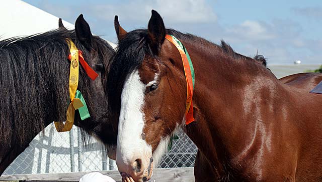 Clydesdale Horses