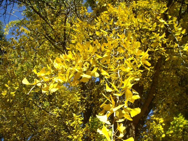 Yellow Autumn Leaves
