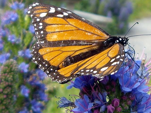 Monarch Butterfly