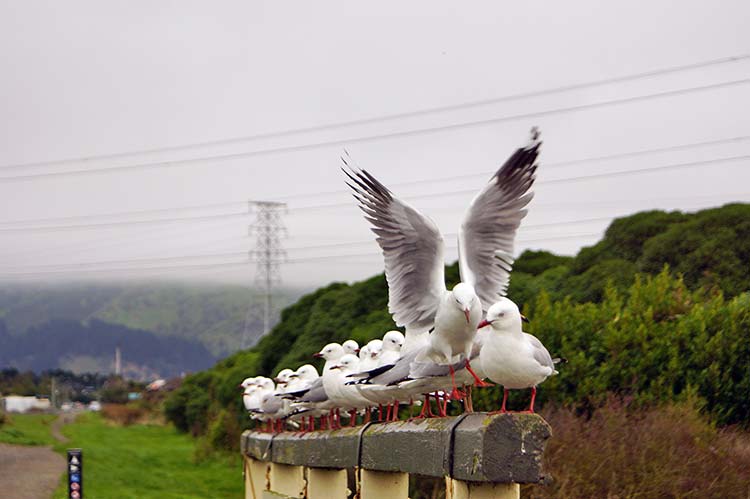 Seagulls at Charlesworth&nbsp;Reserve