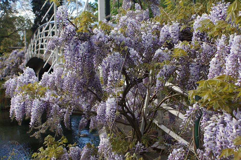 Wisteria on the Bridge in the Botanic&nbsp;Gardens