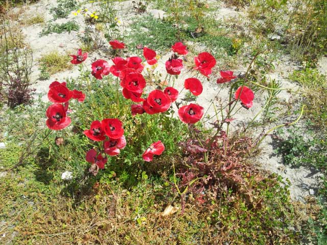 Poppies