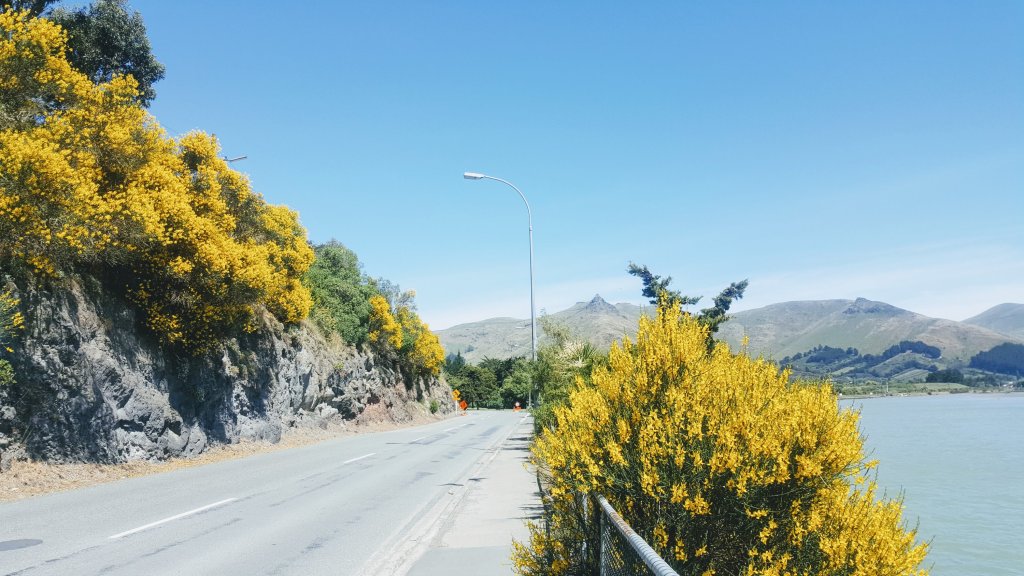 Broom in flower on Bridle Path&nbsp;Road