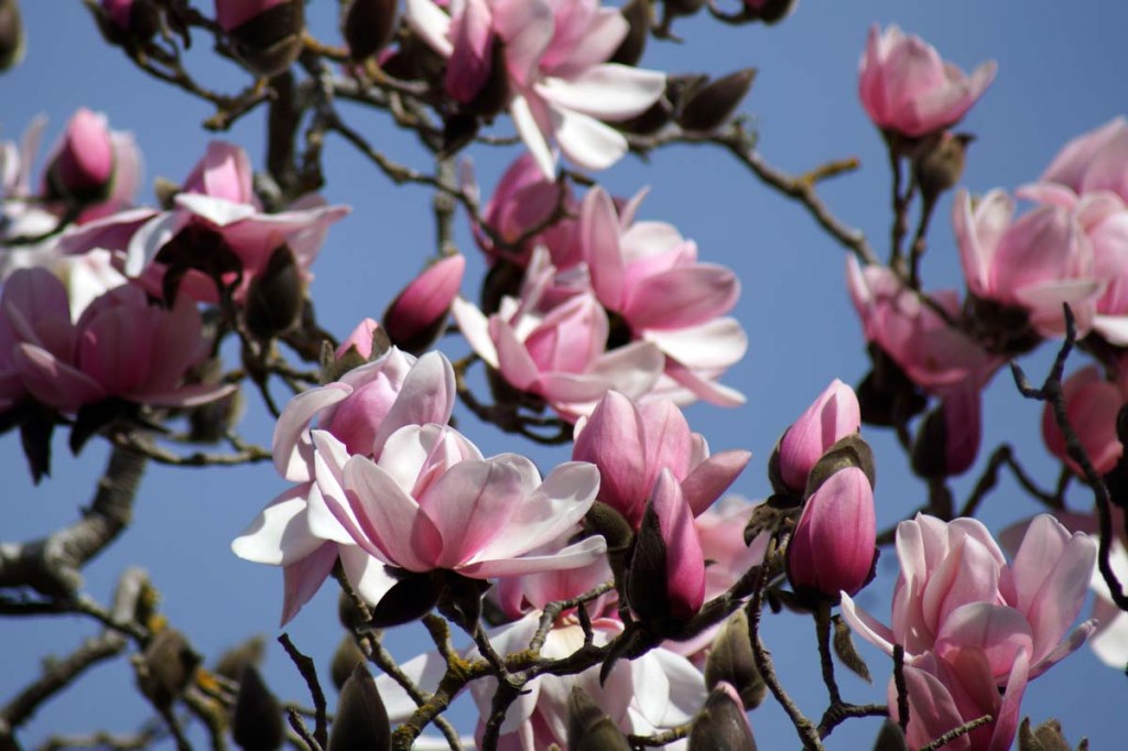 Pink Tulip Tree in the Gardens&nbsp;(Magnolia)