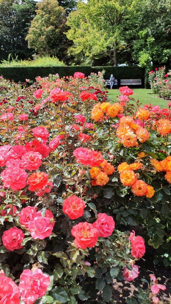 The Rose Garden at the Botanic&nbsp;Gardens