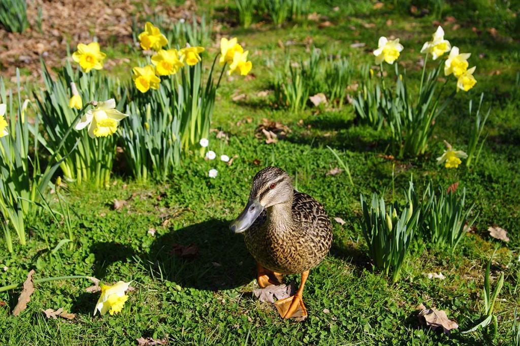 Duck Amongst the&nbsp;Daffodils