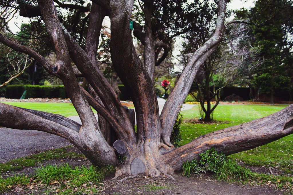 Tree in the Botanic&nbsp;Gardens