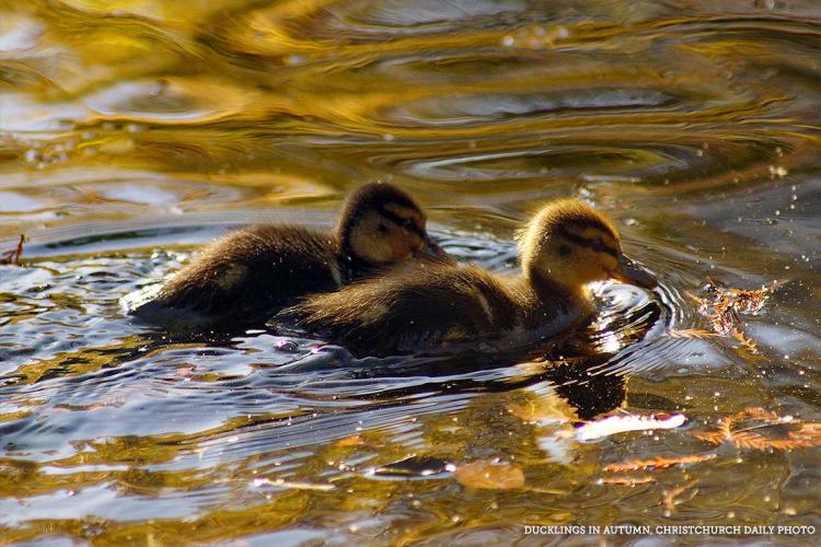 Two ducklings swimming in a pond surrounded by autumn foliage.