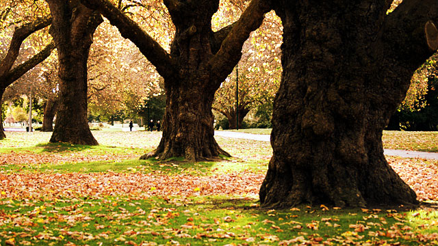 hagley-oak-trees-sepia