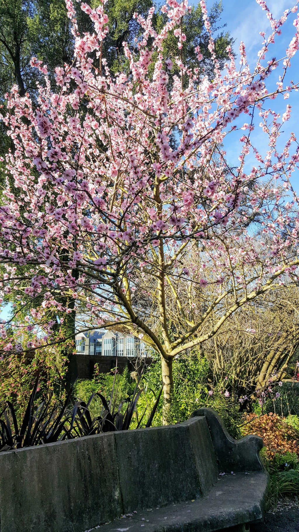 Blossom Tree in the Botanic&nbsp;Gardens
