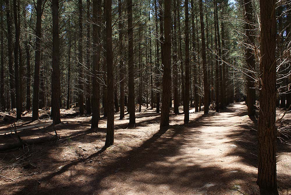 McLeans Forest Recreational&nbsp;Area